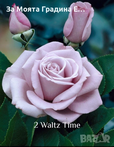 Сортови Рози 🌹 , снимка 3 - Градински цветя и растения - 54032738