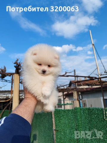 Померан мъжко , снимка 8 - Померан - 53950897