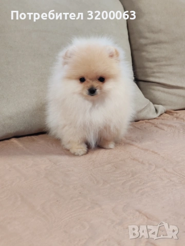 Померанчета мини женски , снимка 3 - Померан - 53249300