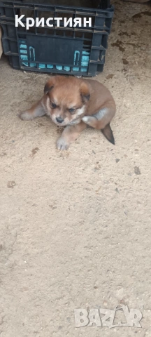 Подарявам три малки кученца , снимка 3 - Джак ръсел териер - 53948675