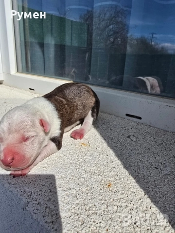 Американски стафордшир териер , снимка 10 - Американски стафордширски териер - 54059702