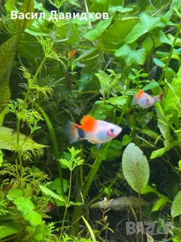 Плати микс , снимка 3 - Рибки - 48361872