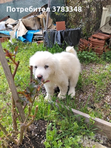 Кавказка овчарка . , снимка 2 - Бяла овчарка - 54115035