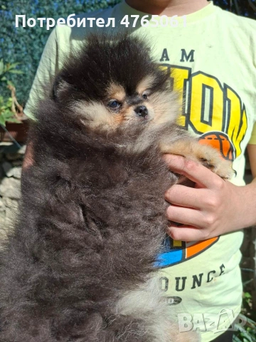 Померан момченце , снимка 7 - Померан - 54245988