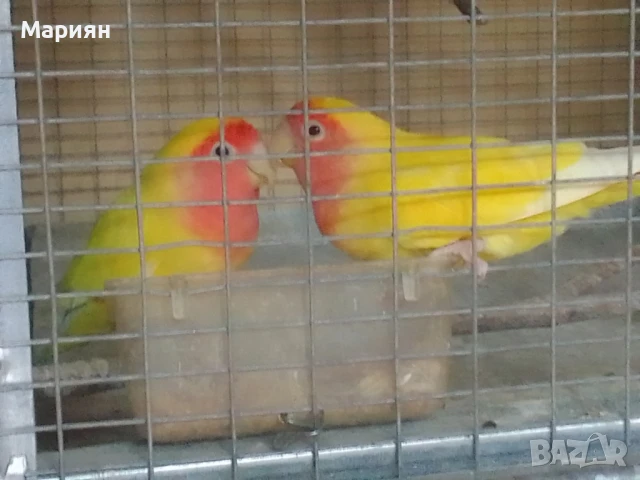 Двойка неразделки, снимка 2 - Папагали - 50497321