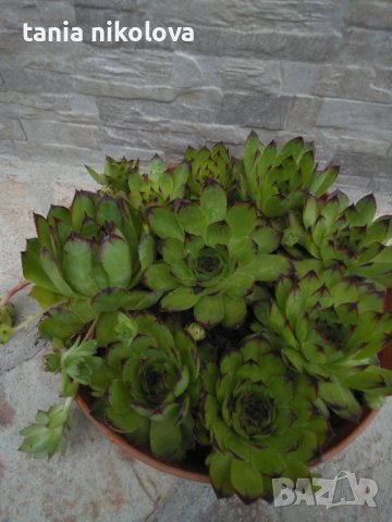 Дебелец на килограм, снимка 5 - Градински цветя и растения - 40829553