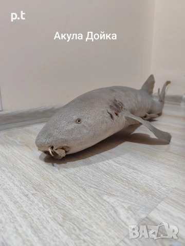 Препарирани акули, снимка 3 - Антикварни и старинни предмети - 53886164