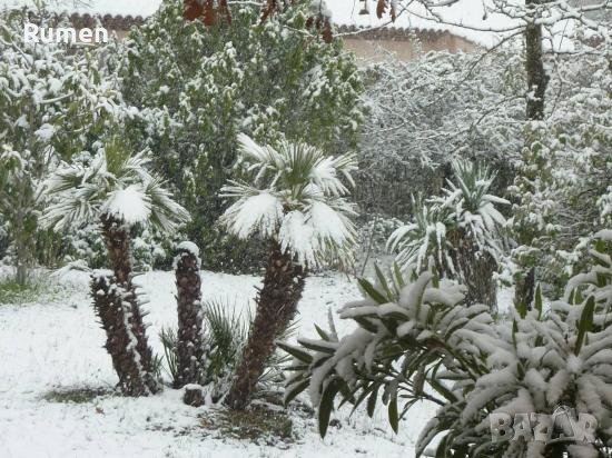 Предлагам малки студоустоичиви палми Трахикаптус - 10 лв, снимка 5 - Градински цветя и растения - 38408552