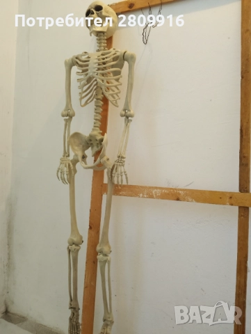 Човешки скелет 175см., снимка 2 - Колекции - 52612328