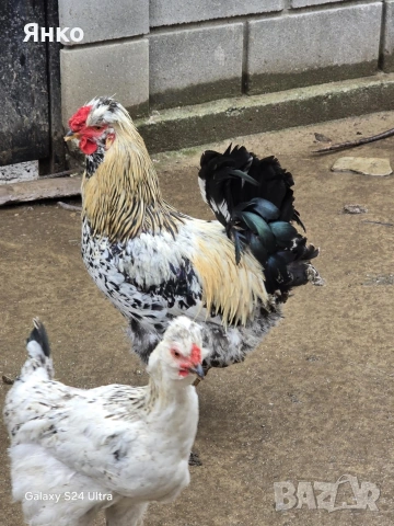 Петли, снимка 4 - Кокошки и пуйки - 52912712