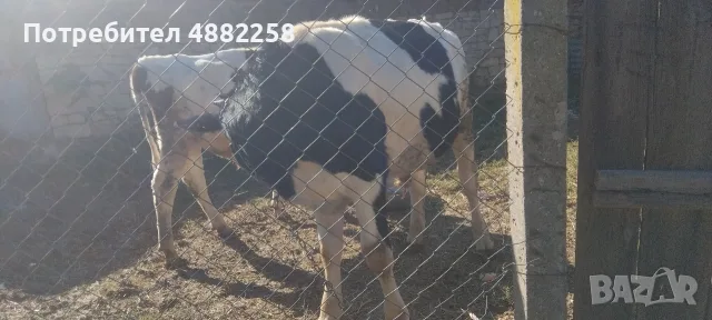продаватсе две мъшки телета, снимка 3 - Други животни - 56513604