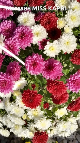 Кошници трицветна хризантема, снимка 9 - Градински цветя и растения - 52344319