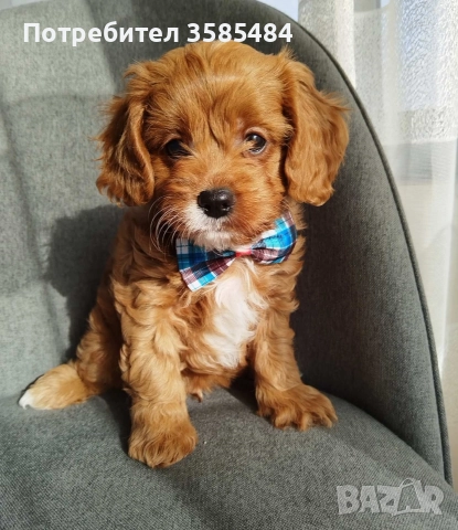 Cavapoo/Mini poodle 