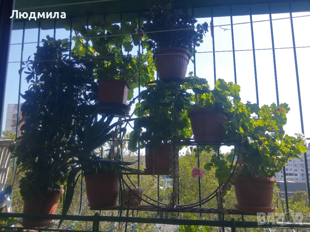 Цветарник,ковано желязо на няколко нива,грундиран и боядисан , снимка 14 - Градински мебели, декорация  - 50096264