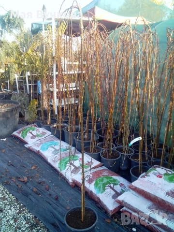 Комплект 2бр върби - плачеща и пъстролиста, снимка 9 - Градински цветя и растения - 53060106