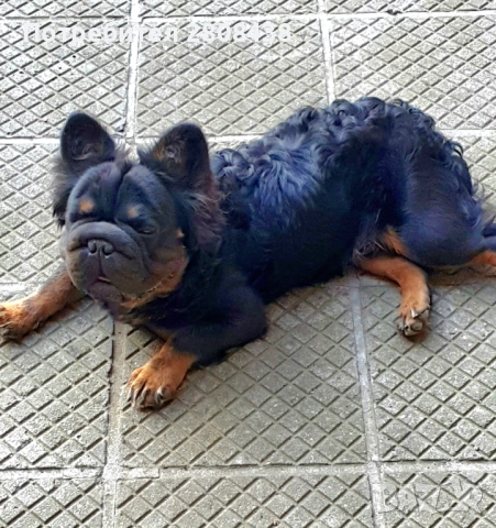 Френски булдог (Big rope fluffy) За разплод , снимка 3 - Френски булдог - 52292784