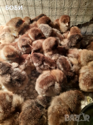 пилета катунски