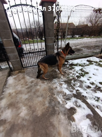 Продавам немска овчарка 