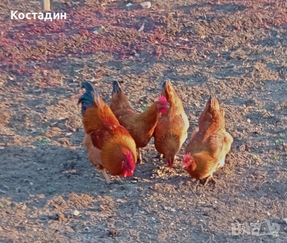 Разплодни яйца , снимка 2 - Кокошки и пуйки - 53141987