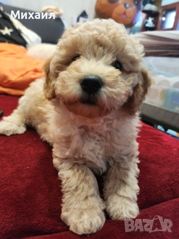 Чистокръвен Пудел, снимка 6 - Пудели - 52790746