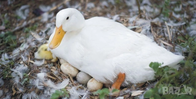 оплодени Яйца ЮРДЕЧКИ -ПАТИЦИ -ГЪСКИ -Разплодни яйца за люпене от Патки породата бяла Московска., снимка 4 - Кокошки и пуйки - 54196584