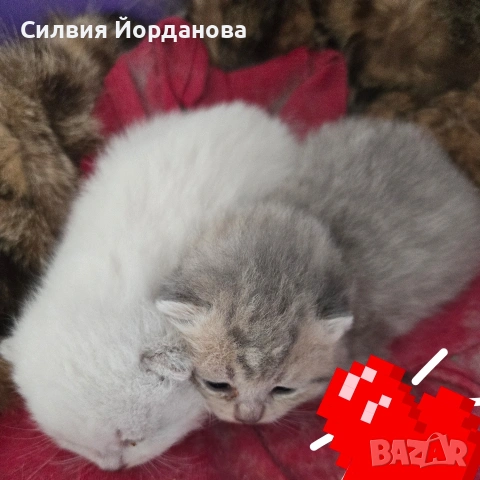 Британчета късокосмести