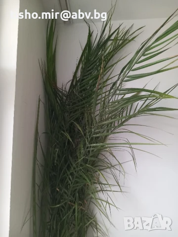 финикова канадска палма, снимка 2 - Стайни растения - 50517282