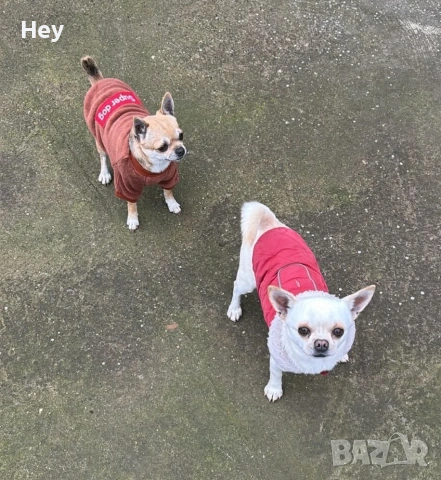 Чихуахуа, снимка 6 - Чихуахуа - 54243284