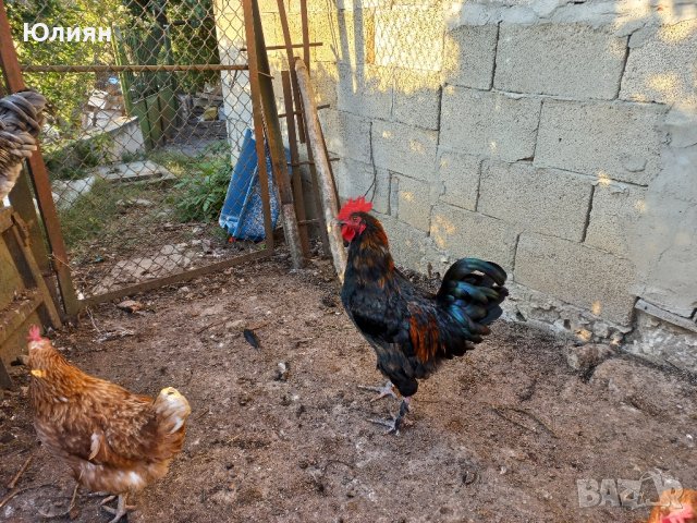 Домашни петли, снимка 5 - Кокошки и пуйки - 42160592
