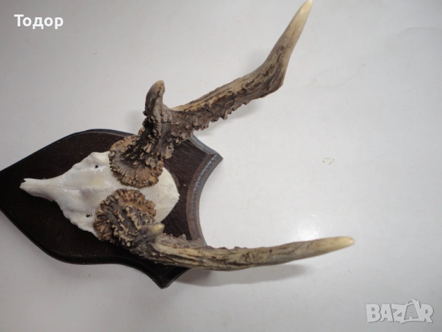 Ловен трофей рог рога 10, снимка 9 - Ловно оръжие - 54087211