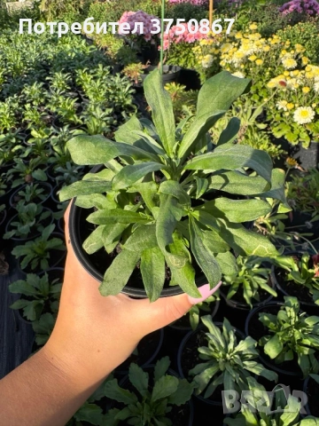 💚🩷💚 Шибой - Sugar Rush Mix, снимка 2 - Градински цветя и растения - 52084869