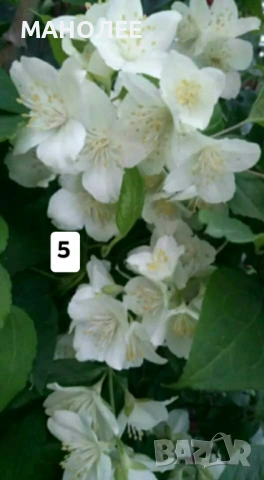 💐💐💐💐50 РЕЗНИКА В ЕДИН ПАКЕТ /видове по избор/ ЗА 10 € 💐🎁🪷🌞, снимка 6 - Градински цветя и растения - 53230275