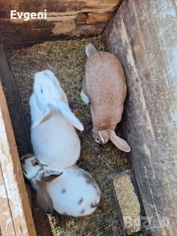 Зайци, снимка 3 - Други - 53221499