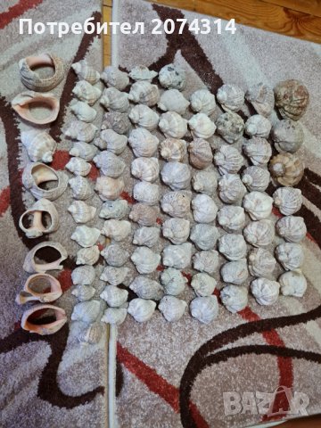 Продавам рапани, снимка 2 - Фен артикули - 38445267