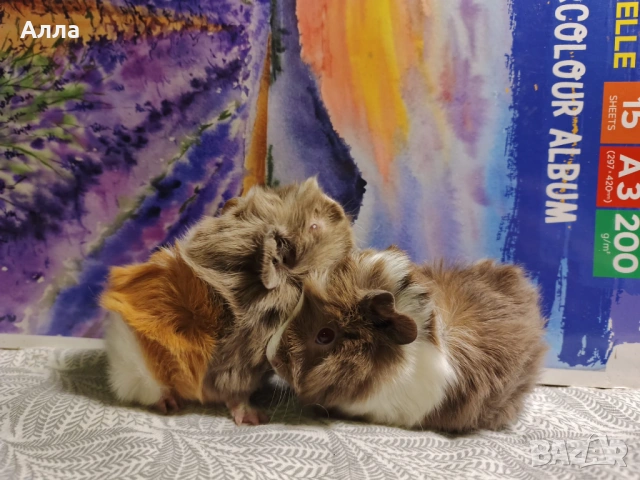 Малки морски свинчета, снимка 5 - Морски свинчета - 53875539