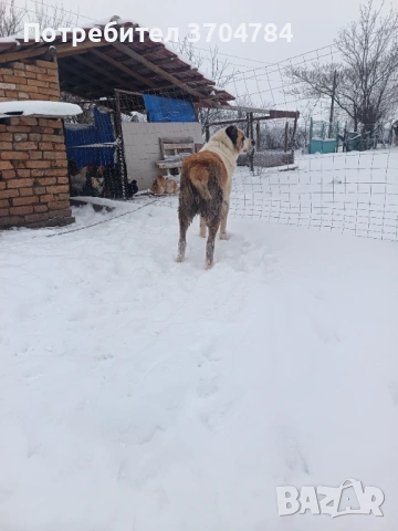 Продавам Сао алабай , снимка 2 - Алабай - 53312931