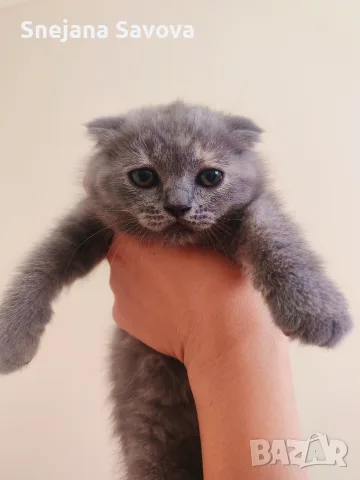 Прекрасни Шотландски Клепоухи котенца (Scottish Fold), снимка 5 - Други - 56071434