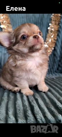 чистокръвно чихуахуа шоко момченце , снимка 4 - Чихуахуа - 53368830