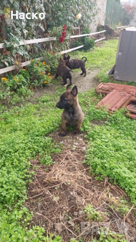 Холандска овчарка, снимка 6 - Белгийска овчарка - 52484523