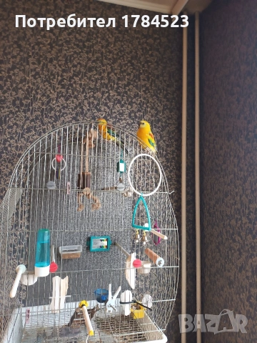 поен папагал млад. , снимка 3 - Папагали - 54165345