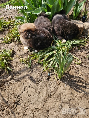 пекинези, снимка 10 - Пекинез - 53982097