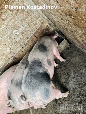 домашни прасета , снимка 3 - Прасета - 56469348