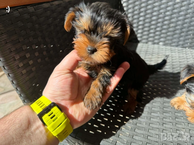 Йоркширски териери актуални от 27.3.2026, снимка 7 - Йоркширски териер - 53886772