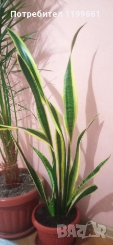 Сансевиера ( индийски меч), снимка 3 - Стайни растения - 52393677