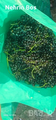merlo zaharnosta 24 , снимка 9 - Крави - 55874089