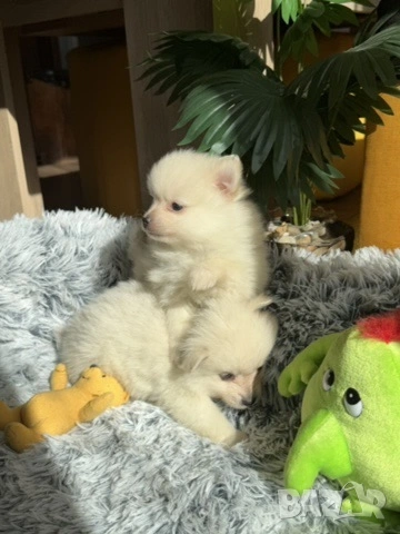 Померан , снимка 4 - Померан - 54325404