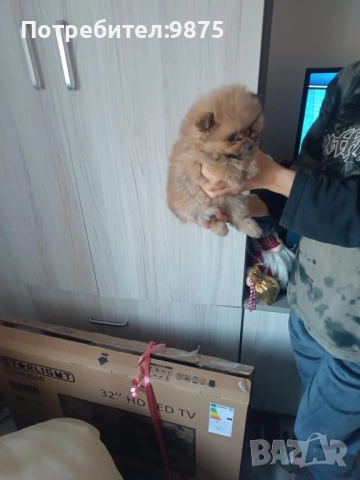 Продавам померани , снимка 2 - Померан - 52858919