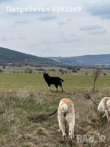 САО-Алабай, снимка 7 - Алабай - 53928529