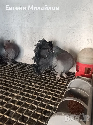 Фенерлии , снимка 18 - Гълъби - 53045490