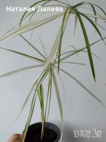 Циперус, водна палма, cyperus variegata